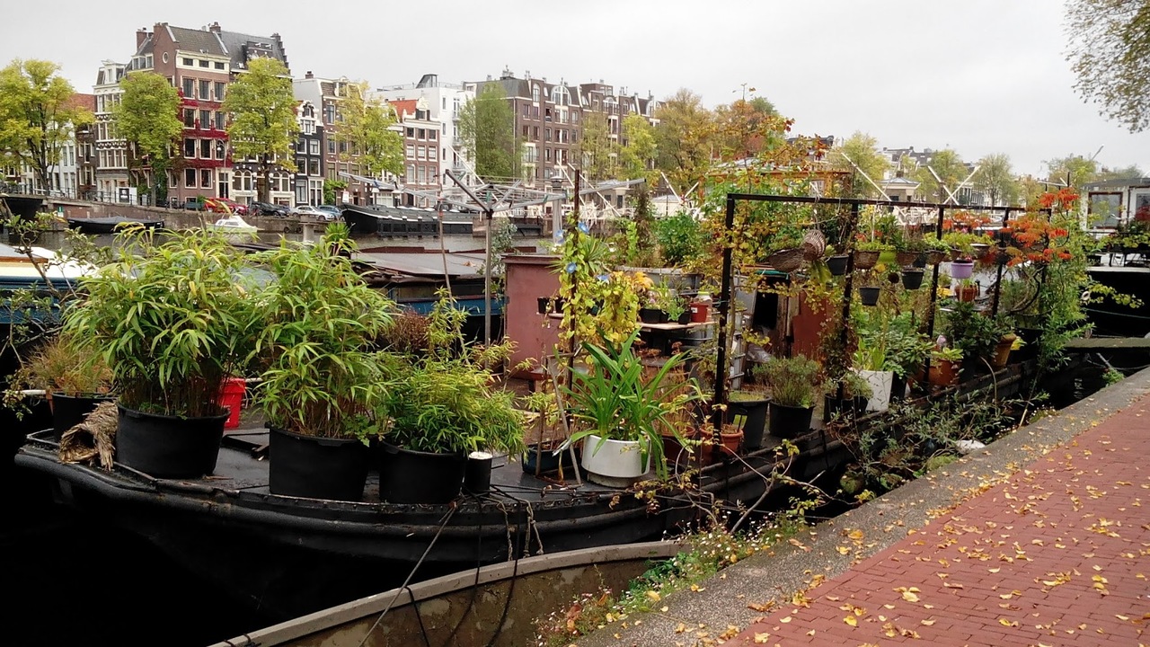 Cannabis garden